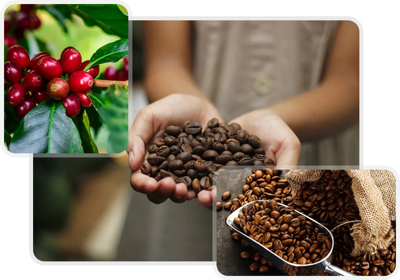Ethiopian Coffee